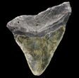 Bargain, Megalodon Tooth - North Carolina #80825-1